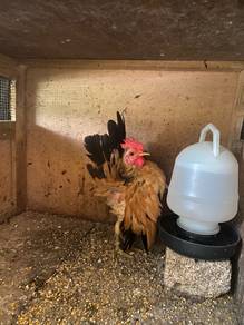 ayam serama