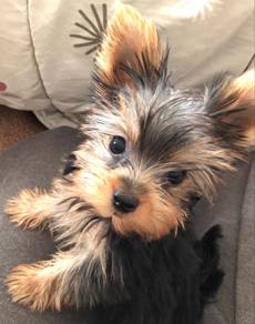 Skittering Silkese Long Hair Small Puppy Baby Dog