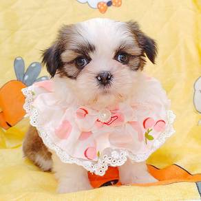 Shih Tzu