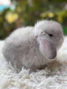 Holland lop