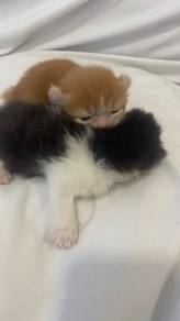 Mixed Kutten American Curl/Muchkin/Flat Face