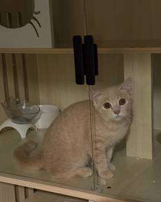 Oyen