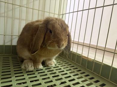 Rabbit Holland Lop, 1 Year Old 4 Months, Adult