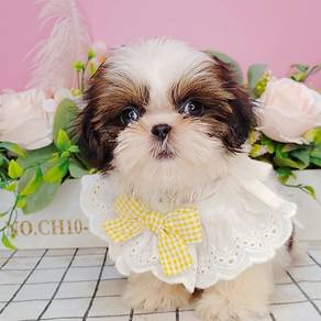 Shih tzu