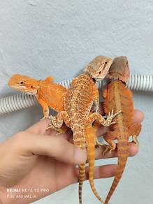 bearded dragon