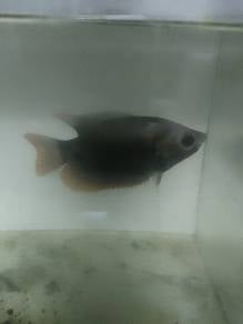 Kaloi Sabah