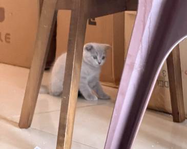 scottish fold lilac female kitten