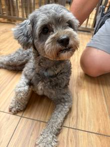 Adorable Shihpoo Puppy for Sale