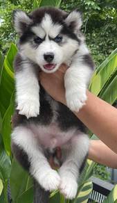 SIBERIAN HUSKY PUPPIES NA20 🌻 Fluffy Fluffy