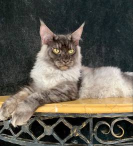 Smoky Maine Coon
