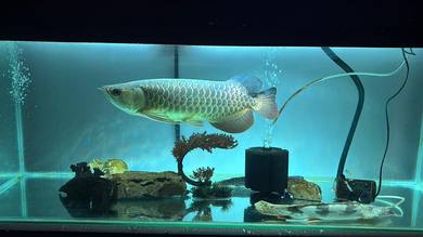 Arowana Highback Bluebase + Aquarium 2pcs