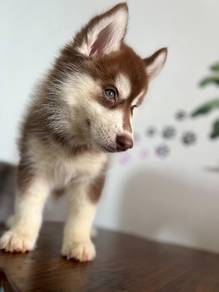 Husky 9
