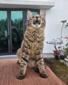 Mainecoon 