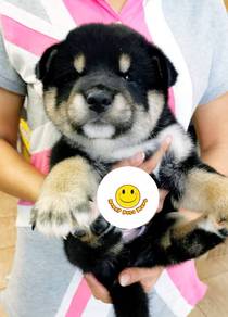 GUU777 Shiba Inu Black Tan haired puppy