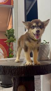 2 months Husky Puppy rehoming