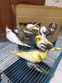 burung cockatiel jinak bird parrot