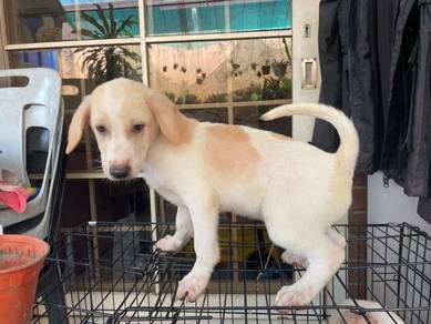 Labrador Retriever Mix Breed | Male | 2months old
