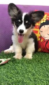 Corgi pure breed tri color long haired