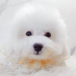 Bichon Frise