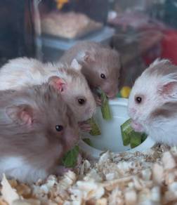 BigBone Syrian Hamster Boys Looking New Home