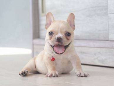 FRENCH BULLDOG PUPPIES 🌻VIP49 Girl  - Cream