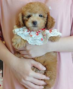 Poodle