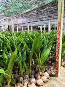 Benih kelapa SGGasli perangkuning