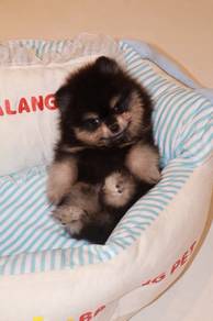 J0830 Pomeranian cute and fluffy puppy