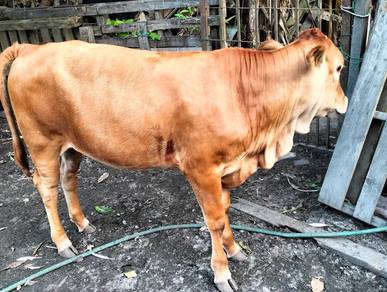 Anak lembu betina baka charolis blon