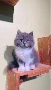 Female British Longhair