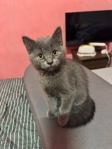 Bsh kitten