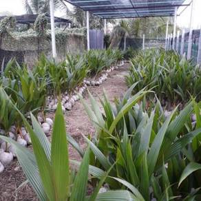 Benih Kelapa Tacunan