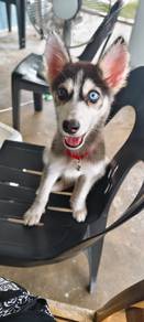 pomsky 