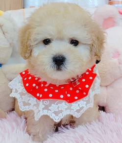 Poodle