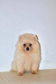 v19 Charming Pomeranian Puppy