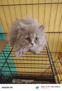 Scottish mix Bsh