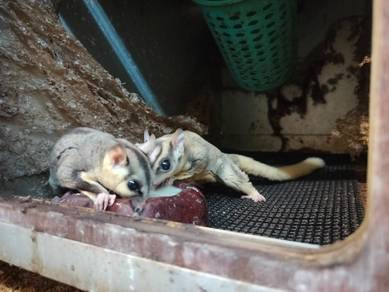 Sugar glider mosaic / minimal mosaic jantan matang