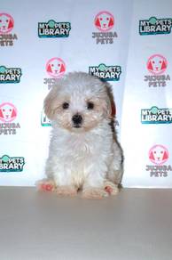 w24 Gentle Maltipoo Puppy