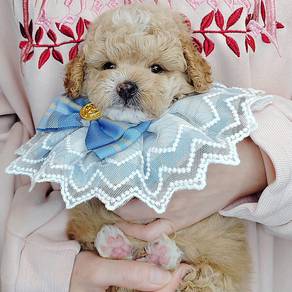 Poodle