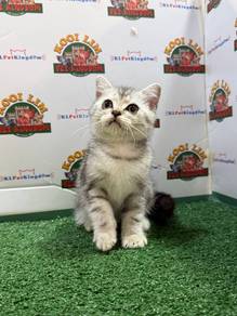 American Shorthair kitten Silver Tabby