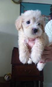 shihtzu