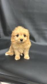 PomaPoo (Pomeranian mix Poodle) 博美混贵宾