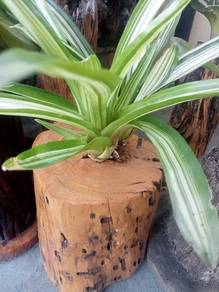 pokok beom di atas  kayu tembesu