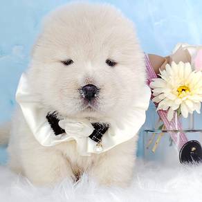 Chow Chow
