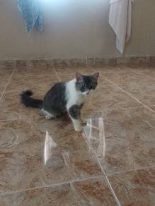 parsi mix scotish bicolor manja