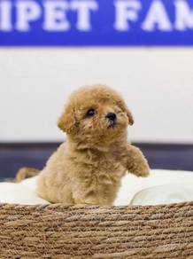 cavapoo available1