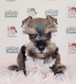 Schnauzer