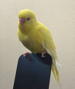 bird jinak burung