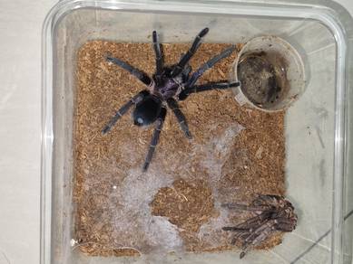 Phormictopus sp dominican purple