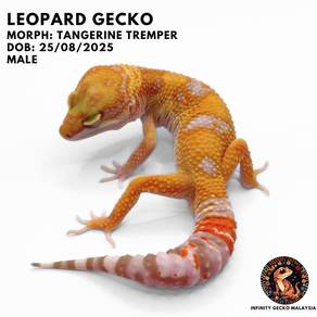 Leopard Gecko Malaysia Tangerine Tremper 豹纹守宫马来西亚